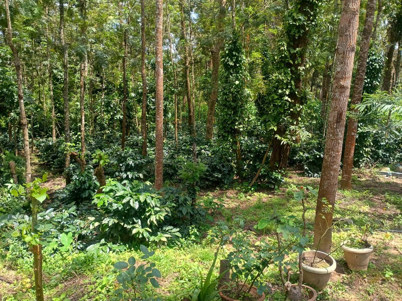 Chayagruha Homestay view